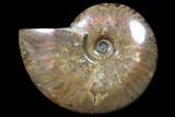 Flashy Red Iridescent Ammonite - Wide #81851-1